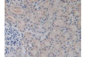 Detection of BMP15 in Mouse Kidney Tissue using Polyclonal Antibody to Bone Morphogenetic Protein 15 (BMP15)