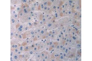IHC-P analysis of Kidney tissue, with DAB staining. (APPL1 anticorps  (AA 404-673))