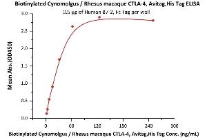 Immobilized Human B7-2, Fc Tag (ABIN2180621,ABIN2180620) at 5 μg/mL (100 μL/well) can bind Biotinylated Cynomolgus / Rhesus macaque CTLA-4, Avitag,His Tag (ABIN2180929,ABIN3071725) with a linear range of 2-63 ng/mL (Routinely tested).