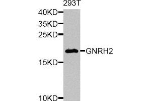 Western blot analysis of extracts of 293T cells, using GNRH2 antibody (ABIN5974680) at 1/1000 dilution. (GnRH2 anticorps)