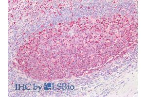 ABIN1049498 (2. (PCNA anticorps  (AA 111-122))