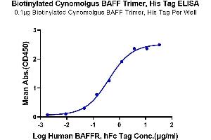 Immobilized Biotinylated Cynomolgus BAFF Trimer, His Tag at 1 μg/mL (100 μL/Well) on the plate.