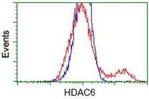 HEK293T cells transfected with either RC209649 overexpress plasmid (Red) or empty vector control plasmid (Blue) were immunostained by anti-HDAC6 antibody (ABIN2454043), and then analyzed by flow cytometry. (HDAC6 anticorps)
