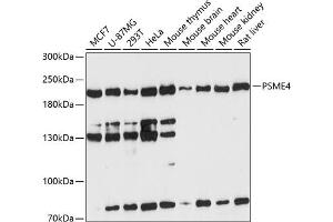 Western blot analysis of extracts of various cell lines, using PSME4 antibody  at 1:3000 dilution. (PSME4 anticorps  (AA 1634-1843))