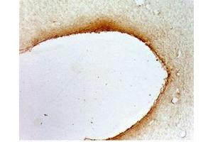Rat hypothalamus tissue was stained by anti-AQ-27 (401-433) (Mouse) Serum at 1:50