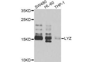 Western blot analysis of extracts of various cell lines, using LYZ Antibody (ABIN5975352) at 1/1000 dilution.