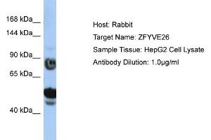 Host: Rabbit Target Name: ZFYVE26 Sample Type: HepG2 Whole Cell lysates Antibody Dilution: 1. (ZFYVE26 anticorps  (N-Term))