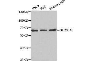 Western blot analysis of extracts of various cell lines, using SLC38A3 antibody (ABIN5972528). (SLC38A3 anticorps)