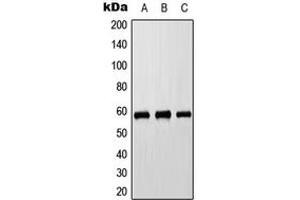 Western blot analysis of Cytochrome P450 8B1 expression in HEK293T (A), Raw264. (CYP8B1 anticorps  (Center))