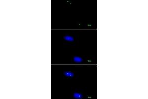 Nucleolin mAb (Clone 3G4B20) tested by immunofluorescence.