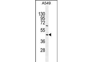 TRIM43 Antibody (Center) (ABIN655464 and ABIN2844991) western blot analysis in A549 cell line lysates (35 μg/lane). (TRIM43 anticorps  (AA 136-164))