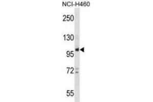 Western blot analysis in NCI-H460 cell line lysates (35ug/lane) using PTPN22  Antibody (C-term). (PTPN22 anticorps  (C-Term))