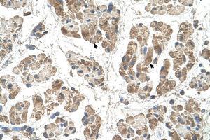 Image no. 1 for anti-Signal Sequence Receptor, beta (Translocon-Associated Protein Beta) (SSR2) (N-Term) antibody (ABIN205080)