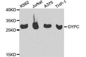 Western Blotting (WB) image for anti-Glycophorin C (GYPC) antibody (ABIN1872924) (CD236/GYPC anticorps)