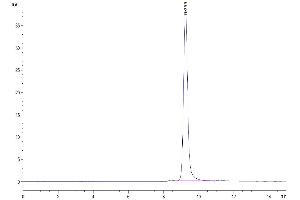 The purity of Mouse CCL24 is greater than 95 % as determined by SEC-HPLC.