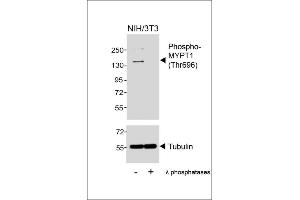 Western blot analysis of lysates from NIH/3T3 cell line, untreated or treated with λ phosphatases, 30 min, using Phospho-MYPT1 (Thr696) Antibody (upper) or Tubulin (lower). (PPP1R12A anticorps  (pThr696))