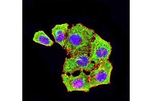 Immunofluorescence analysis of Hela cells using ATG4A mouse mAb (green). (ATG4A anticorps  (AA 258-398))
