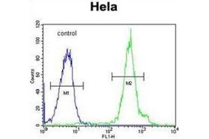 Flow cytometric analysis of Hela cells using FUS Antibody (C-term) Cat. (FUS anticorps  (C-Term))
