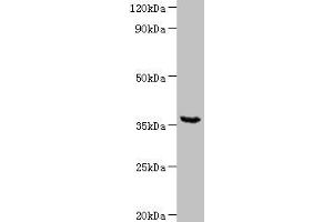 Western blot All lanes: WD repeat-containing protein 54 at 2 μg/mL + Mouse stomach tissue Secondary Goat polyclonal to rabbit IgG at 1/10000 dilution Predicted band size: 36 kDa Observed band size: 36 kDa (WDR54 anticorps  (AA 1-334))