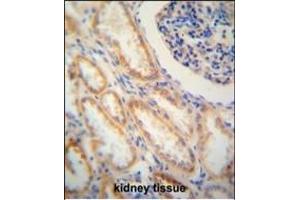 SHISA2 antibody (C-term) (ABIN652141 and ABIN2840562) immunohistochemistry analysis in formalin fixed and paraffin embedded human kidney tissue followed by peroxidase conjugation of the secondary antibody and DAB staining. (SHISA2 anticorps  (C-Term))