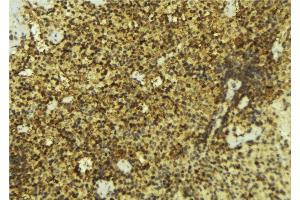 ABIN6276911 at 1/100 staining Mouse pancreas tissue by IHC-P. (NR0B2 anticorps  (Internal Region))
