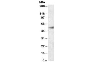 Western blot testing of human kidney lysate with SH2D4A antibody at 0. (SH2D4A anticorps)