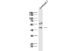 Raw246. (TACR3 anticorps  (AA 151-250))