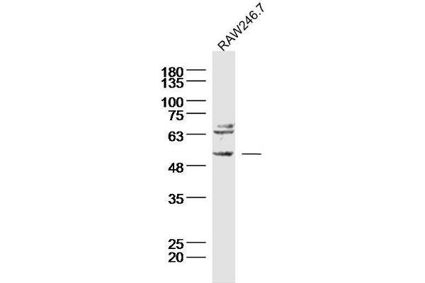 TACR3 anticorps  (AA 151-250)
