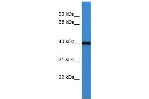 WB Suggested Anti-ASNA1  Antibody Titration: 0. (ASNA1 anticorps  (C-Term))