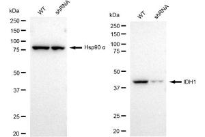 Western blotting analysis using IDH1 antibody (ABIN7799133).