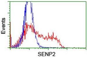 Image no. 2 for anti-SUMO1/sentrin/SMT3 Specific Peptidase 2 (SENP2) (AA 139-523) antibody (ABIN1490929) (SENP2 anticorps  (AA 139-523))