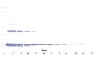 Image no. 1 for anti-Interleukin 1 alpha (IL1A) antibody (ABIN465407) (IL1A anticorps)