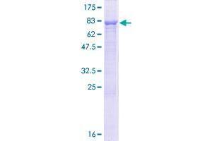 Image no. 1 for Coiled-Coil Domain Containing 76 (CCDC76) (AA 1-481) protein (GST tag) (ABIN1348323)
