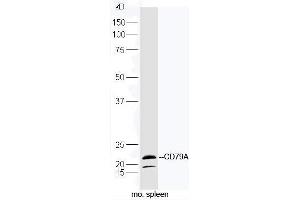 Mouse spleen lysates probed with Rabbit Anti-CD79A Polyclonal Antibody, Unconjugated (ABIN2559655) at 1:300 in 4˚C. (CD79a anticorps  (AA 101-226))