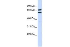 Image no. 1 for anti-Tripartite Motif Family-Like 1 (TRIML1) (AA 360-409) antibody (ABIN6743179) (TRIML1 anticorps  (AA 360-409))