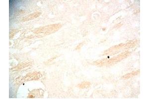 Mouse brain tissue was stained by Rabbit Anti-RAR-related Orphan Receptor A isoform a (29-523) Serum