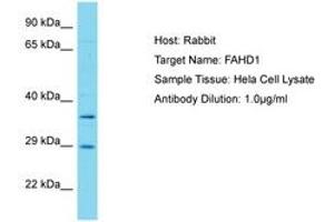 Image no. 1 for anti-Fumarylacetoacetate Hydrolase Domain Containing 1 (FAHD1) (AA 87-136) antibody (ABIN6750561) (FAHD1 anticorps  (AA 87-136))
