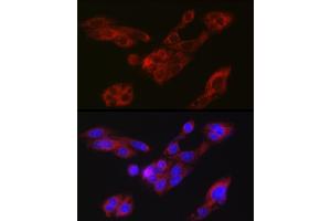 Immunofluorescence analysis of HepG2 cells using A Rabbit pAb (ABIN7265712) at dilution of 1:150 (40x lens).