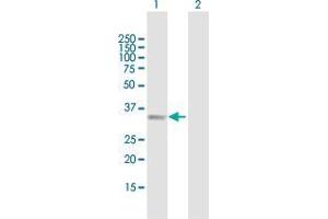 Western Blot analysis of B4GALT2 expression in transfected 293T cell line by B4GALT2 MaxPab polyclonal antibody.