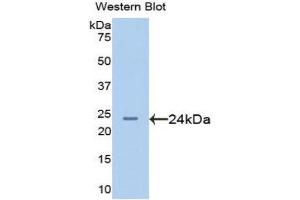 Western Blotting (WB) image for anti-Afamin (AFM) (AA 210-403) antibody (ABIN1077755)
