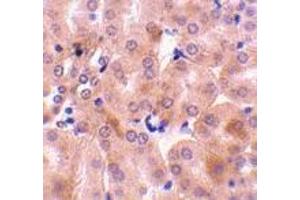 Immunohistochemistry of Bfl-1 in mouse kidney tissue with Bfl-1 antibody at 10 μg/ml.