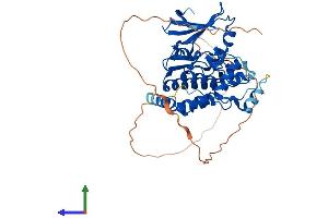 AlphaFold protein structure predicition of Mouse Recombinant Mok Protein, UniprotID Q9WVS4