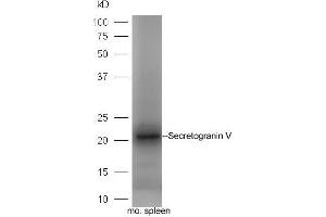 Mouse spleen lysate probed with Rabbit Anti-Secretogranin-5 Polyclonal Antibody, Unconjugated (ABIN2559679) at 1:300 in 4˚C. (SCG5 anticorps  (AA 1-100))