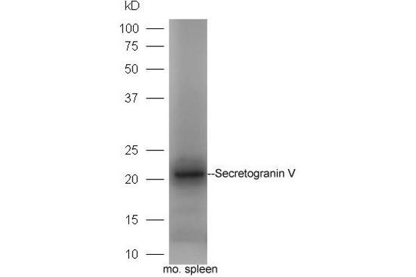 SCG5 anticorps  (AA 1-100)