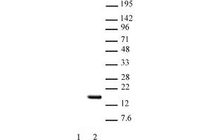 Histone H2B acetyl Lys15 pAb tested by Western blot. (Histone H2B anticorps  (acLys15))