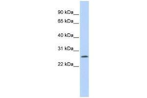 LOC391764 antibody used at 0. (LOC391764 (Middle Region) anticorps)