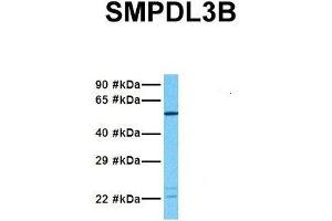 Host:  Rabbit  Target Name:  SMPDL3B  Sample Tissue:  Human Fetal Lung  Antibody Dilution:  1. (SMPDL3B anticorps  (N-Term))