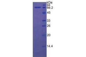 Mouse Detection antibody from the kit in WB with Positive Control: Human Hela cell lysate.