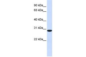 Western Blotting (WB) image for anti-Replication Protein A4, 30kDa (RPA4) antibody (ABIN2459835) (RPA4 anticorps)