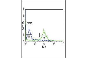 DCI Antibody (C-term) (ABIN652716 and ABIN2842474) flow cytometric analysis of MCF-7 cells (right histogram) compared to a negative control cell (left histogram).